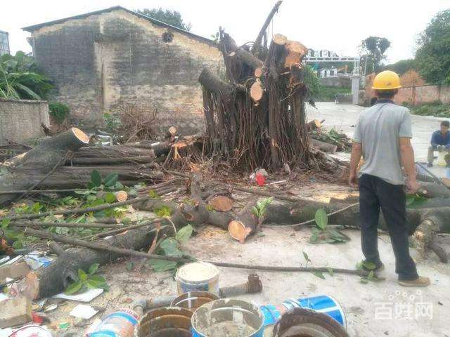 广州砍树事件