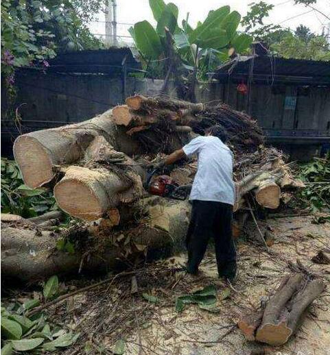 广州砍树事件